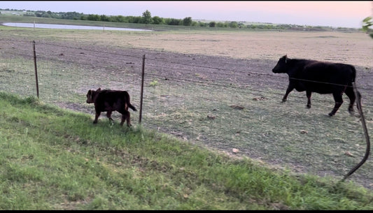 Calf and mom walking down fence line on opposite sides.