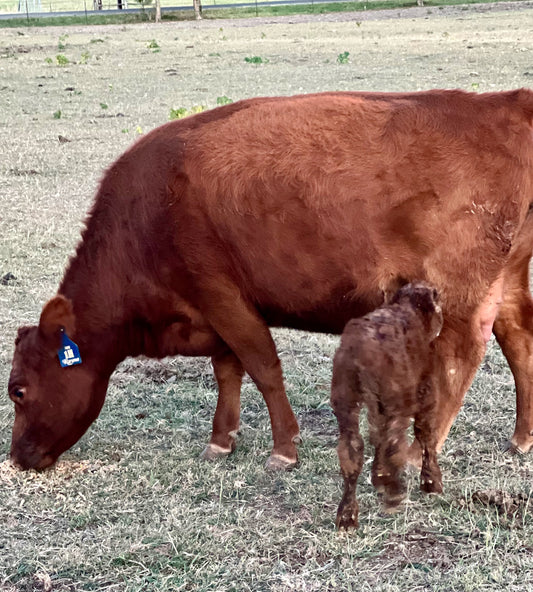 Aberdeen Purebred Red Cow/Calf Pair - Rayna and Romeo.